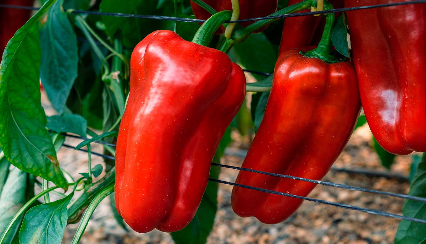 Lamuyo Rojo